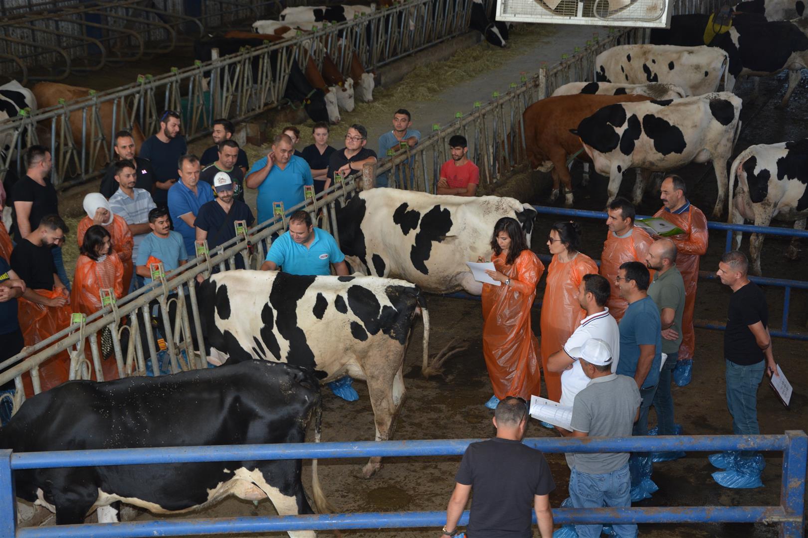 Holstein Irkı Sığırlarda Tip Sınıflandırması ve Vücut Kondisyonu Değerlendirme Eğitimi Burdur’da Gerçekleştirildi